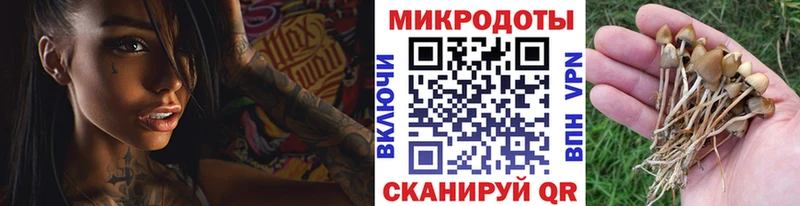 Купить закладки  Чернушка  Псилоцибиновые грибы GOLDEN TEACHER 